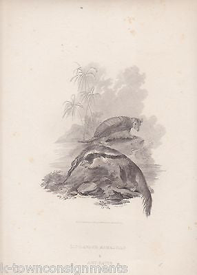 ANTEATER & ARMADILLO EARLY ETHOLOGY NATURISTS ANTIQUE ENGRAVING PRINT LONDON - K-townConsignments