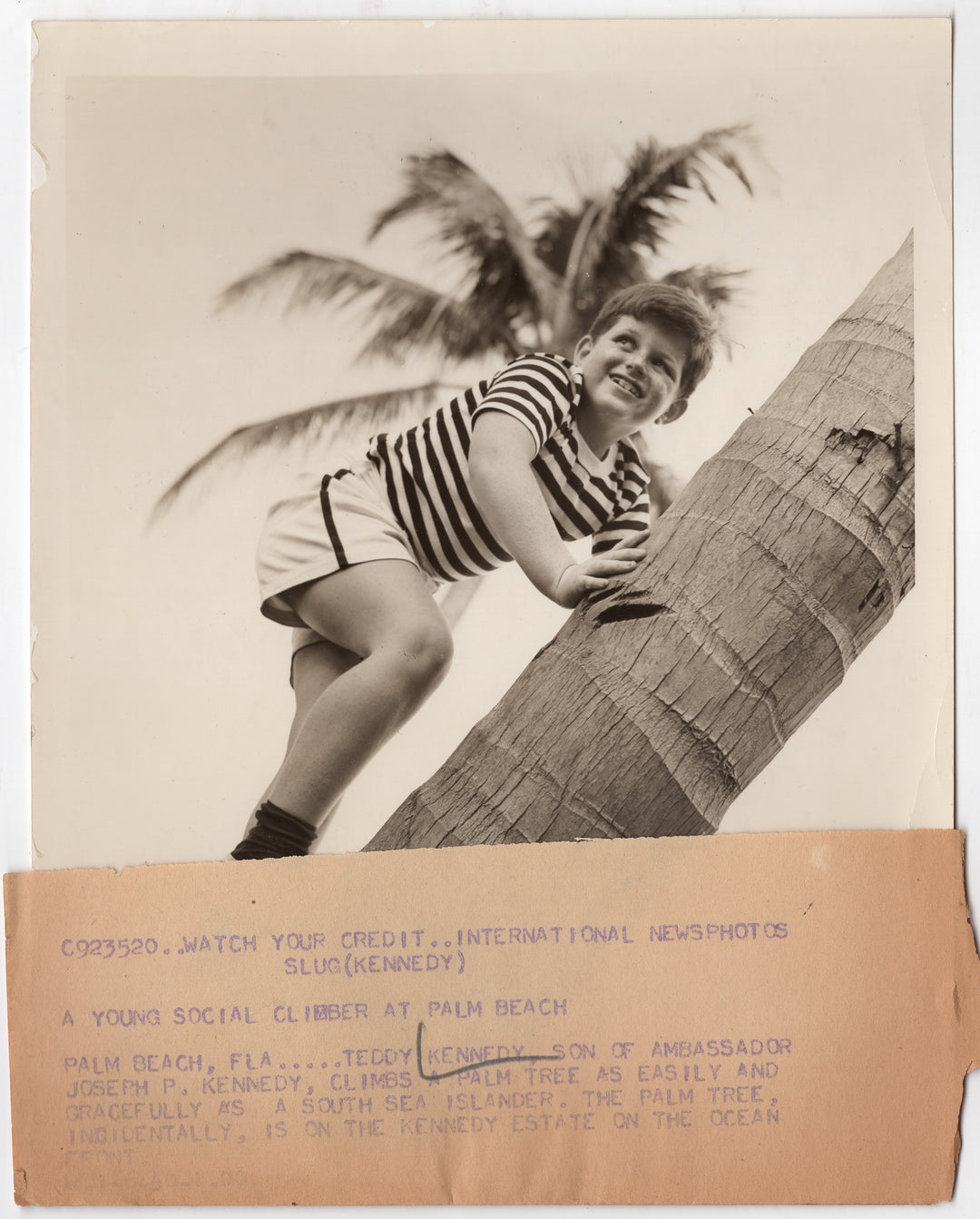 Young Ted Kennedy Boy Climbing Tree South Sea Political Press Photo