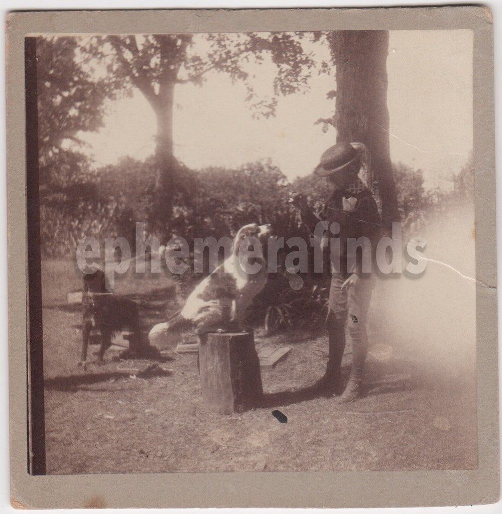 Young Boy Training His Spaniel Lab Dog Tricks Antique Photo on Board