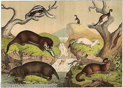 BADGERS FERRETS WEASELS 1870s ANTIQUE FULL COLOR ENGRAVING POSTER PRINT - K-townConsignments