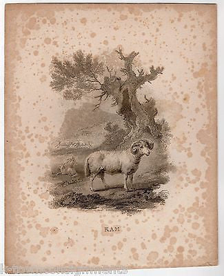 WILD RAM IN COUNTRYSIDE EARLY ZOOLOGY ANTIQUE GRAPHIC ART ENGRAVING PRINT - K-townConsignments