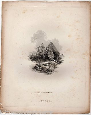 JERBOA DESERT MOUSE EARLY ZOOLOGY ANIMALS ANTIQUE GRAPHIC ART ENGRAVING PRINT - K-townConsignments