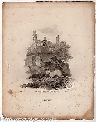 FERRET GYPSY'S PET EARLY ZOOLOGY ANIMALS ANTIQUE GRAPHIC ART ENGRAVING PRINT - K-townConsignments