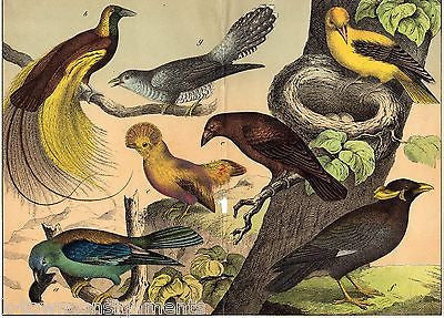 BIRDS OF PARADISE NATURE IN FULL COLOR 1870s ANTIQUE ENGRAVING POSTER PRINT - K-townConsignments