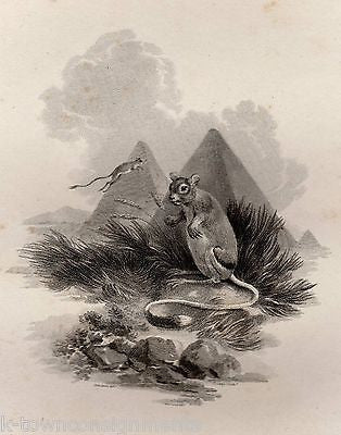 JERBOA DESERT MOUSE EARLY ZOOLOGY ANIMALS ANTIQUE GRAPHIC ART ENGRAVING PRINT - K-townConsignments