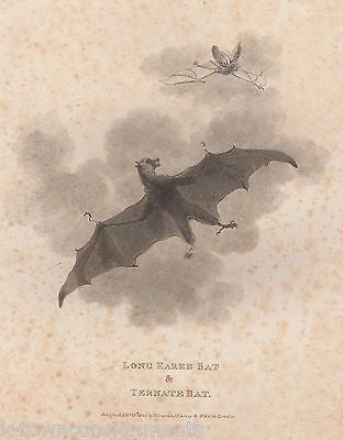 TERNATE & LONG EARED BATS EARLY ETHOLOGY NATURISTS ANTIQUE ENGRAVING PRINT - K-townConsignments