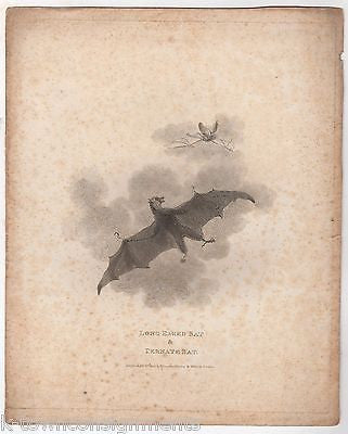 TERNATE & LONG EARED BATS EARLY ETHOLOGY NATURISTS ANTIQUE ENGRAVING PRINT - K-townConsignments