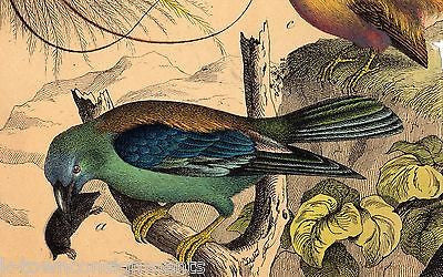 BIRDS OF PARADISE NATURE IN FULL COLOR 1870s ANTIQUE ENGRAVING POSTER PRINT - K-townConsignments
