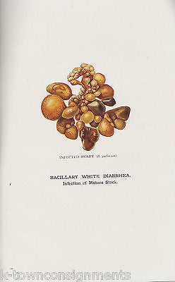STORRS AGRICULTURAL EXPERIMENT BACILLARY WHITE DIARRHEA ANTIQUE FARM REPORT 1912 - K-townConsignments