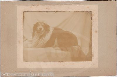 HANDSOME COLLIE DOG GROOMED & POSED FINE ANTIQUE PHOTOGRAPH - K-townConsignments