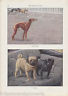 Whippets & Pugs Vintage Louis Agassiz Graphic Dog Art Print - K-townConsignments