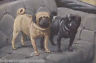 Whippets & Pugs Vintage Louis Agassiz Graphic Dog Art Print - K-townConsignments