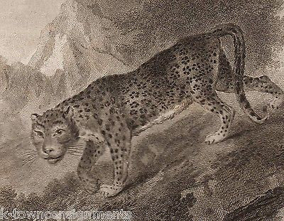 JUNGLE LEOPARD EARLY ETHOLOGY NATURISTS ANTIQUE ENGRAVING PRINT LONDON - K-townConsignments
