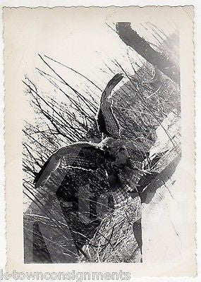 GIANT HAWK SPREAD WINGS IN NATURE VINTAGE CLOSE-UP SNAPSHOT PHOTOGRAPH - K-townConsignments