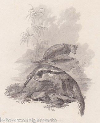 ANTEATER & ARMADILLO EARLY ETHOLOGY NATURISTS ANTIQUE ENGRAVING PRINT LONDON - K-townConsignments