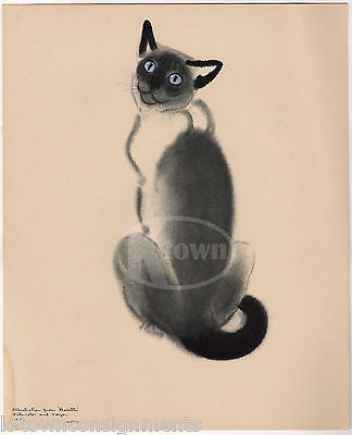 BABETTE CUTE BLUE EYED KITTEN CAT VINTAGE POSTER PRINT BY CLARE TURLAY NEWBERRY - K-townConsignments