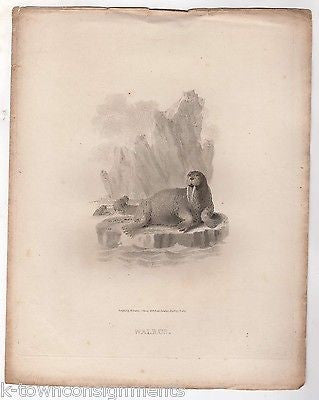 I AM THE WALRUS ARCTIC SEASCAPE EARLY ETHOLOGY NATURISTS ANTIQUE ENGRAVING PRINT - K-townConsignments