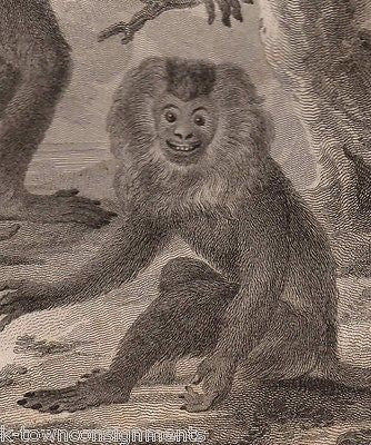 WILD MONKEYS EARLY ETHOLOGY NATURISTS ANTIQUE ENGRAVING PRINT LONDON 1801 - K-townConsignments