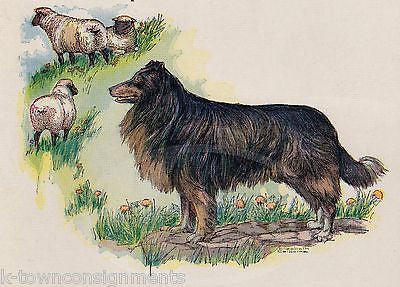 ROVER THE SHEEP DOG ANTIQUE CHILDREN'S POEM ILLUSTRATION PRINT 1922 - K-townConsignments