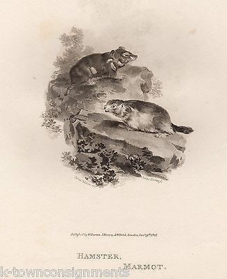 HAMSTER & MARMOT EARLY ETHOLOGY NATURISTS ANTIQUE ENGRAVING PRINT LONDON 1802 - K-townConsignments