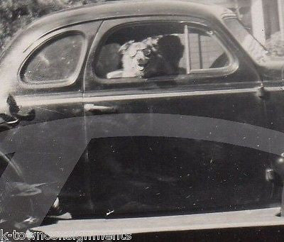 CUTE DOG RACING GOGGLES WITH HEAD OUT OF CAR WINDOW VINTAGE SNAPSHOT PHOTO - K-townConsignments