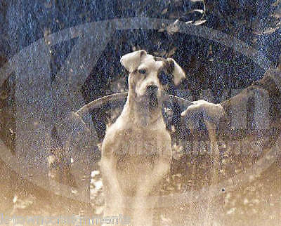Cute Jack Russel Terrier Two Men & Their Trick Dog Antique Snapshot Photo - K-townConsignments