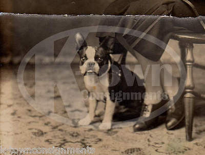 Great Boston Terrier Dog & Fashionable Owner Seated Large Antique Snapshot Photo - K-townConsignments