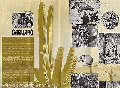 SAGUARO NATIONAL MONUMENT ARIZONA TOURISM VINTAGE GRAPHIC ADVERTISING BROCHURE - K-townConsignments