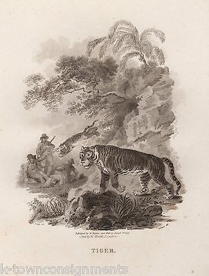 JUNGLE TIGERS ATTACK EARLY ETHOLOGY NATURISTS ANTIQUE ENGRAVING PRINT - K-townConsignments