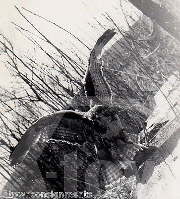 GIANT HAWK SPREAD WINGS IN NATURE VINTAGE CLOSE-UP SNAPSHOT PHOTOGRAPH - K-townConsignments