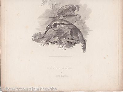 ANTEATER & ARMADILLO EARLY ETHOLOGY NATURISTS ANTIQUE ENGRAVING PRINT LONDON - K-townConsignments