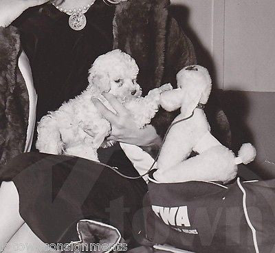 TWA AIRLINES NY SOCIALITE W/ PUPPY DOG & TOY POODLE VINTAGE NEWS PRESS PHOTO - K-townConsignments