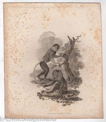 WILD MONKEYS EARLY ETHOLOGY NATURISTS ANTIQUE ENGRAVING PRINT LONDON 1801 - K-townConsignments
