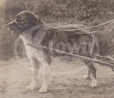 St Bernard Dog in Harness Pulling an Old Wooden Wagon Antique Snapshot Photo - K-townConsignments