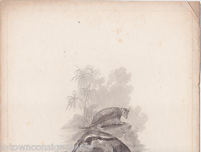 ANTEATER & ARMADILLO EARLY ETHOLOGY NATURISTS ANTIQUE ENGRAVING PRINT LONDON - K-townConsignments