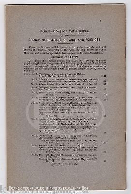 BROOKLYN INSTITUTE OF ARTS & SCIENCES MUSEUM LONGICORN COLLECTION CATALOG 1908 - K-townConsignments