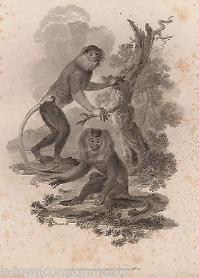 WILD MONKEYS EARLY ETHOLOGY NATURISTS ANTIQUE ENGRAVING PRINT LONDON 1801 - K-townConsignments
