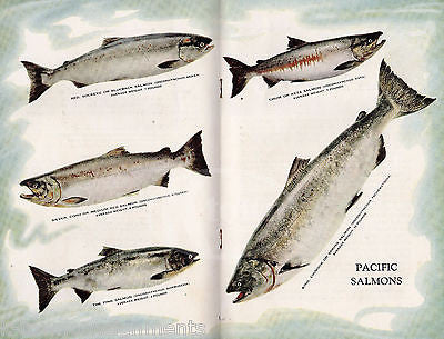 STORY OF SALMON BY ISABEL YOUNG ANTIQUE GRAPHIC ILLUSTRATED FISHING BOOK 1934 - K-townConsignments