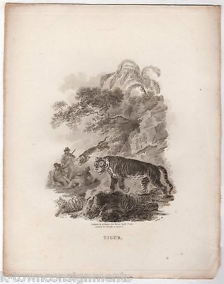 JUNGLE TIGERS ATTACK EARLY ETHOLOGY NATURISTS ANTIQUE ENGRAVING PRINT - K-townConsignments