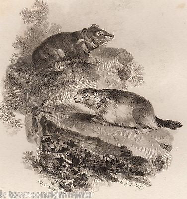 HAMSTER & MARMOT EARLY ETHOLOGY NATURISTS ANTIQUE ENGRAVING PRINT LONDON 1802 - K-townConsignments