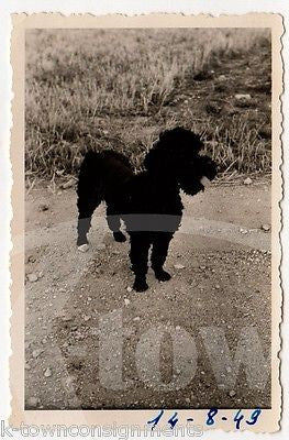 FINE BLACK POODLE DOG FAMILY VINTAGE 1950s AMERICAN LIFE SNAPSHOT PHOTOS LOT - K-townConsignments