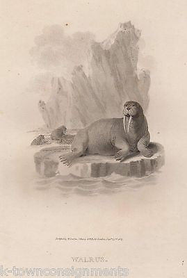 I AM THE WALRUS ARCTIC SEASCAPE EARLY ETHOLOGY NATURISTS ANTIQUE ENGRAVING PRINT - K-townConsignments