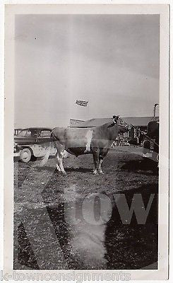 GIANT PRIZE WINNING COW VINTAGE CATTLE FARM SHOW SNAPSHOT PHOTOGRAPH - K-townConsignments