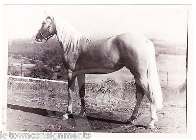 SPRAY OF GOLD HORSE ACTOR STANDING IN FIELD VINTAGE STUDIO PROMO PHOTO - K-townConsignments