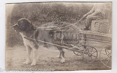 St Bernard Dog in Harness Pulling an Old Wooden Wagon Antique Snapshot Photo - K-townConsignments