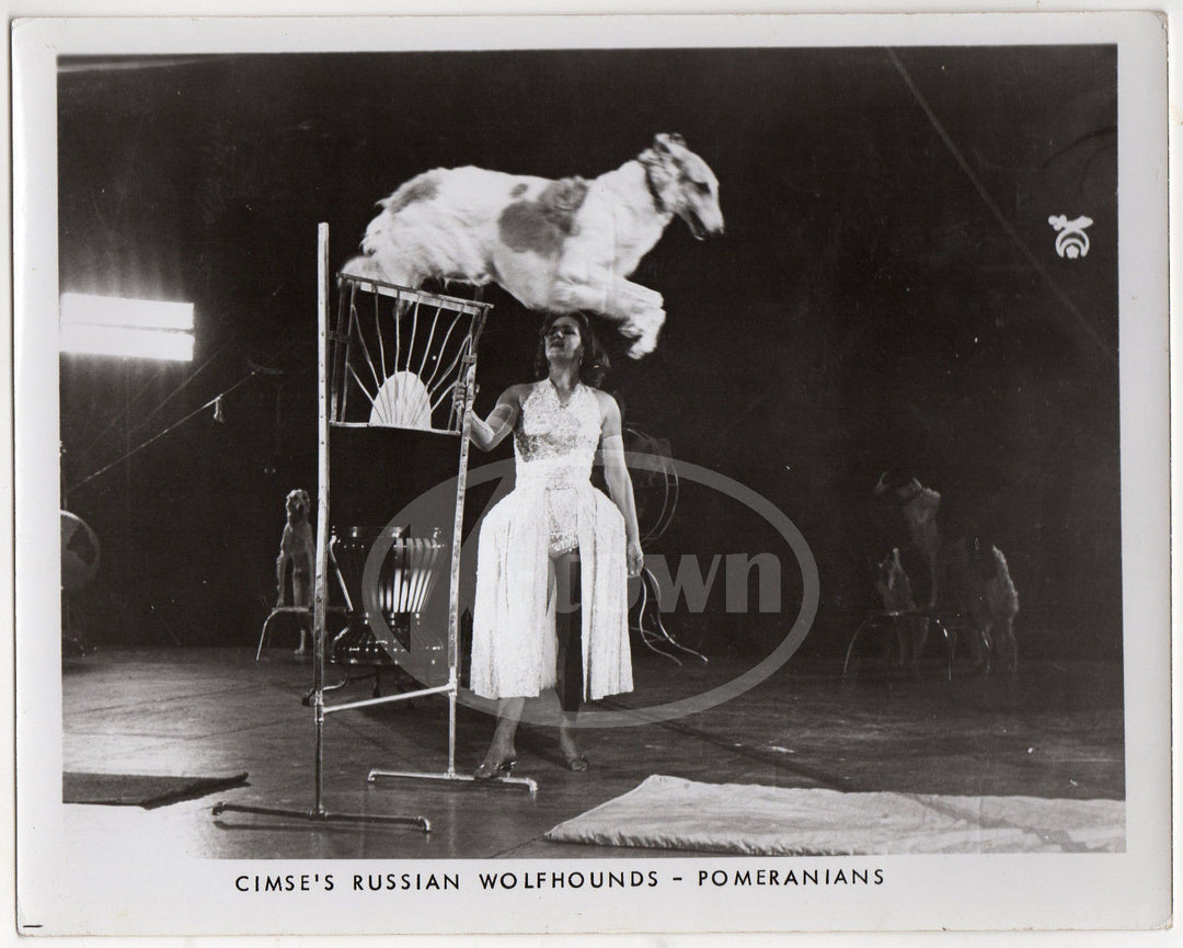 CIMSE'S RUSSIAN WOLFHOUNDS POMERANIAN PERFORMANCE DOGS VINTAGE PROMO PHOTO - K-townConsignments