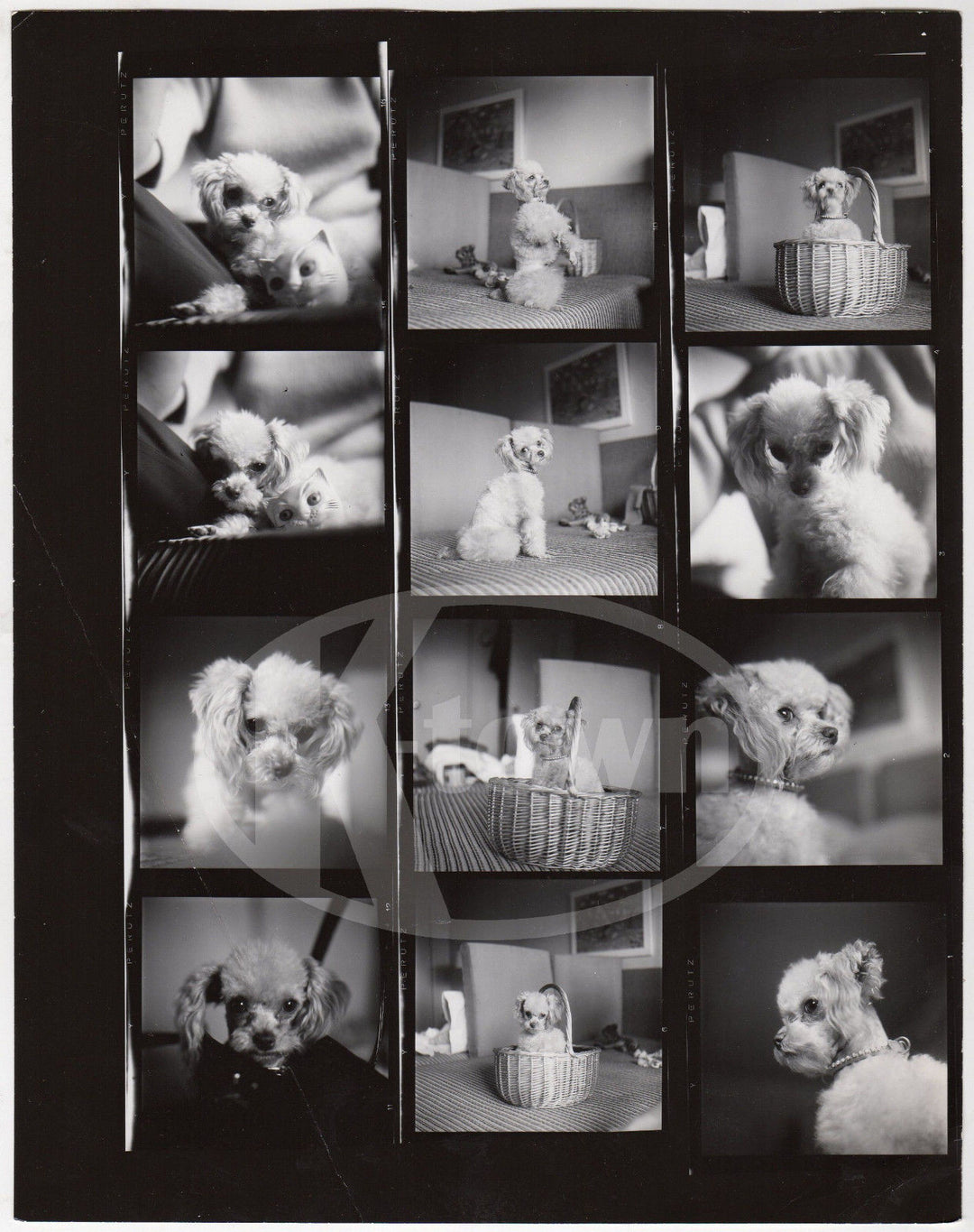 CUTEST LITTLE POODLE PUPPY DOG VINTAGE 1970s FASHION PHOTO SHOOT CONTACT SHEET - K-townConsignments