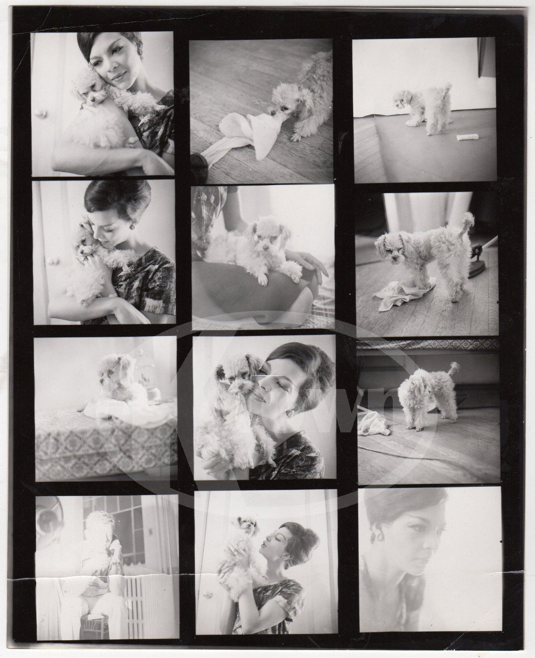 CUTE LITTLE POODLE PUPPY DOG VINTAGE 1970s FASHION PHOTO SHOOT CONTACT SHEET - K-townConsignments