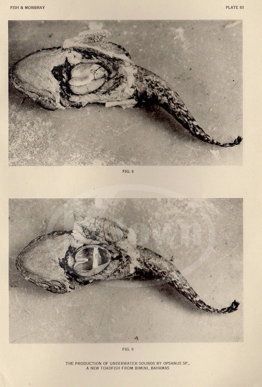 PRODUCTION OF UNDERWATER SOUND BY OPSANUS TOADFISH OCEANOGRAPHY BOOK 1959 - K-townConsignments