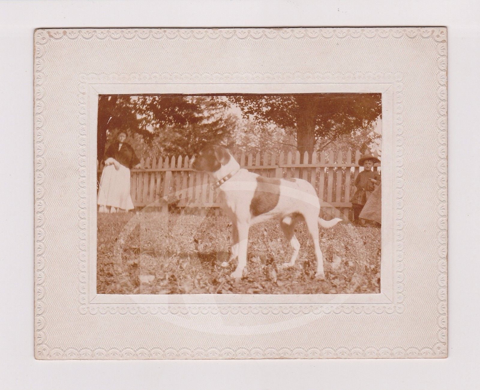AMERICAN BULL DOG PUPPY IDed MASTER NED UTZ OUT IN YARD ANTIQUE PHOTO ON BOARD - K-townConsignments